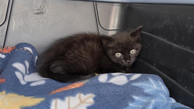 Shelter Stray Male Cat last seen CHARLOTTE, 8315 Byrum Dr, Charlotte, NC 28217, USA
