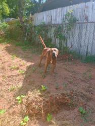 Shelter Stray Male Dog last seen CHARLOTTE, 8315 Byrum Dr, Charlotte, NC 28217, USA