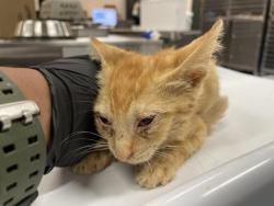 Shelter Stray Male Cat last seen AVENUE 50/TYLER, 72050 Pet Land Pl, Thousand Palms, CA 92276, USA