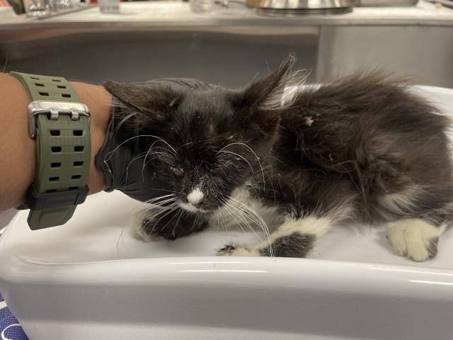 Shelter Stray Male Cat last seen AVENUE 50/TYLER, 72050 Pet Land Pl, Thousand Palms, CA 92276, USA