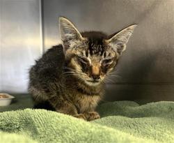Shelter Stray Male Cat last seen , 600 Aviation Dr, Camarillo, CA 93010, USA