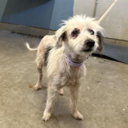 Shelter Stray Female Dog last seen , 600 Aviation Dr, Camarillo, CA 93010, USA