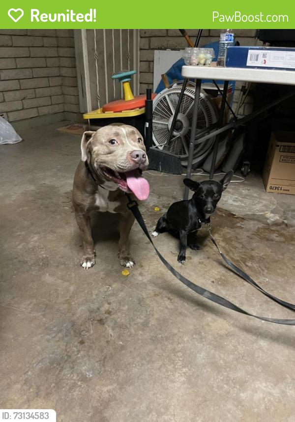 Reunited Unknown Dog last seen Orchid & hartford, Chandler, AZ 85225
