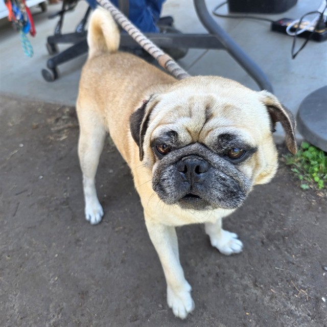 Shelter Stray Male Dog last seen Near BLK GOLDEN AVE, LONG BEACH 90806, 7700 E Spring St, Long Beach, CA 90815, USA