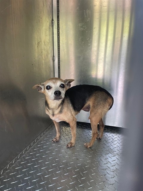 Shelter Stray Female Dog last seen Near BLOCK GOLDEN VALLEY RD, 1601 Airport Rd, Shelby, NC 28150, USA