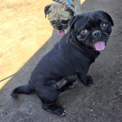Shelter Stray Male Dog last seen Near BLK GOLDEN AVE, LONG BEACH 90806, 7700 E Spring St, Long Beach, CA 90815, USA
