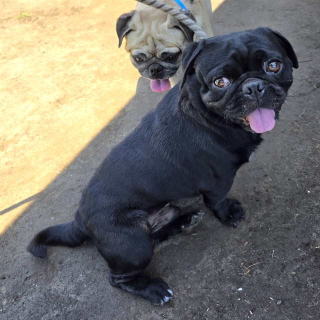 Shelter Stray Male Dog last seen Near BLK GOLDEN AVE, LONG BEACH 90806, 7700 E Spring St, Long Beach, CA 90815, USA