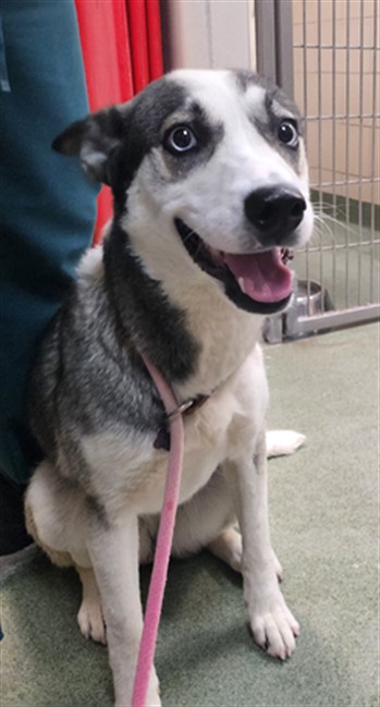 Shelter Stray Female Dog last seen Near BLOCK PLAZA CENTRAL SANTA FE 87507, 100 Caja Del Rio Rd, Santa Fe, NM 87507, USA