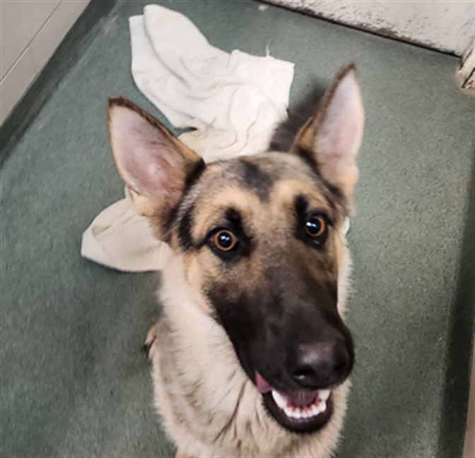 Shelter Stray Female Dog last seen AIRPORT RD & COUNTRY CLUB GDNS SANTA FE NM 87507, 100 Caja Del Rio Rd, Santa Fe, NM 87507, USA