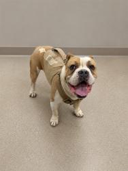 Shelter Stray Male Dog last seen , 38550 Sierra Hwy, Palmdale, CA 93550, USA