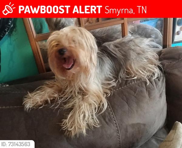 Lost Female Dog last seen Near Sam Davis Rd b26, Smyrna TN,37167, Smyrna, TN 37167