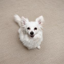 Shelter Stray Male Dog last seen , 38550 Sierra Hwy, Palmdale, CA 93550, USA