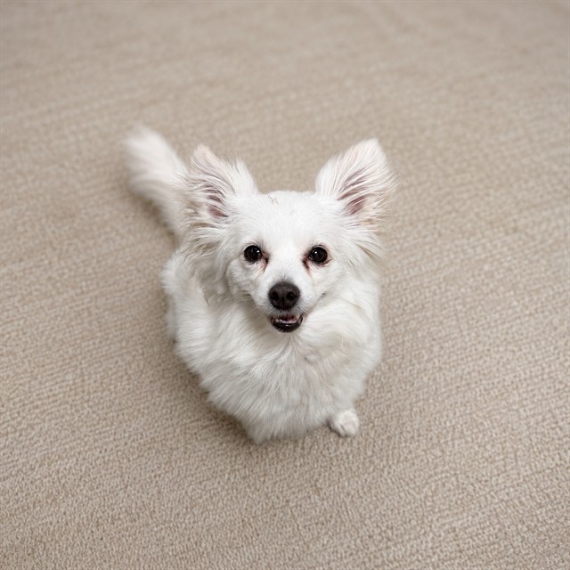 Shelter Stray Male Dog last seen , 38550 Sierra Hwy, Palmdale, CA 93550, USA