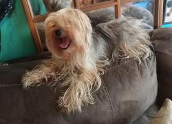 Lost Female Dog last seen Near Sam Davis Rd b26, Smyrna TN,37167, Smyrna, TN 37167