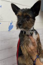 Shelter Stray Male Dog last seen ONTARIO MILL PARKWAY, 333 Chandler Pl, San Bernardino, CA 92408, USA