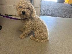 Shelter Stray Male Dog last seen , 333 Chandler Pl, San Bernardino, CA 92408, USA