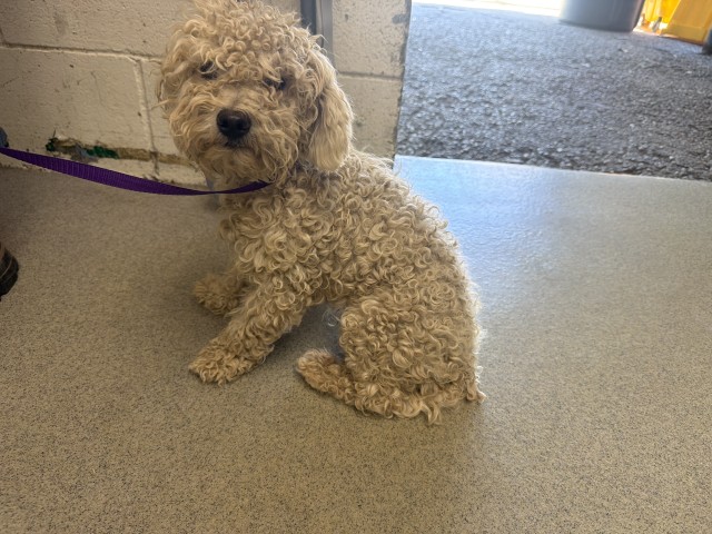Shelter Stray Male Dog last seen , 333 Chandler Pl, San Bernardino, CA 92408, USA