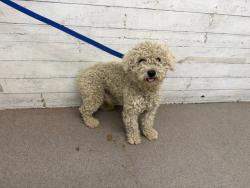 Shelter Stray Male Dog last seen , 333 Chandler Pl, San Bernardino, CA 92408, USA