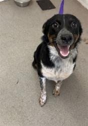 Shelter Stray Female Dog last seen NORTHPARK AND UNIVERSITY, 333 Chandler Pl, San Bernardino, CA 92408, USA