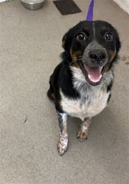 Shelter Stray Female Dog last seen NORTHPARK AND UNIVERSITY, 333 Chandler Pl, San Bernardino, CA 92408, USA