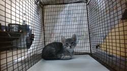 Shelter Stray Female Cat last seen Near BLOCK W 52 ST, 3599 NW 79th Ave, Doral, FL 33122, USA