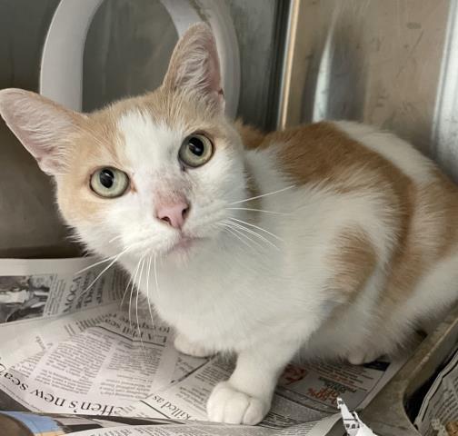 Shelter Stray Male Cat last seen , 3201 Lacy St, Los Angeles, CA 90031, USA