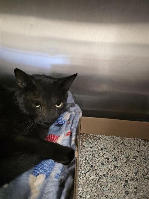 Shelter Stray Male Cat last seen Near BLOCK 51ST ST NW, 11800 Sunset Gardens Rd SW, Albuquerque, NM 87121, USA