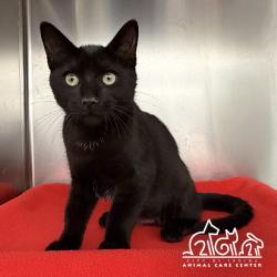 Shelter Stray Male Cat last seen SPECTRUM CENTER DR/PACIFICA, 92618, 6443 Oak Canyon, Irvine, CA 92618, USA