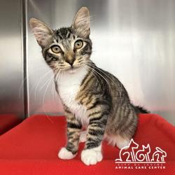 Shelter Stray Male Cat last seen SPECTRUM CENTER DR/PACIFICA, 92618, 6443 Oak Canyon, Irvine, CA 92618, USA