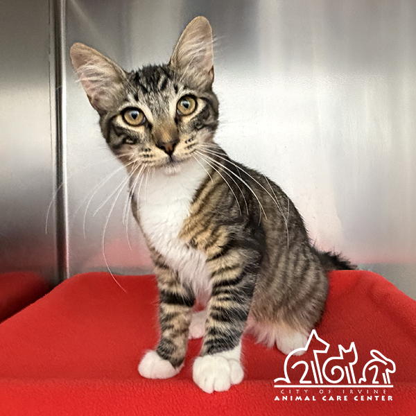 Shelter Stray Male Cat last seen SPECTRUM CENTER DR/PACIFICA, 92618, 6443 Oak Canyon, Irvine, CA 92618, USA