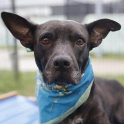 Shelter Stray Female Dog last seen Near BLOCK APPLE VLY DR, 4710 TX-151, San Antonio, TX 78227, USA