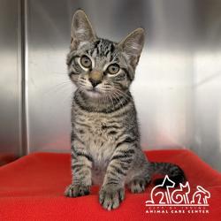 Shelter Stray Male Cat last seen SPECTRUM CENTER DR/PACIFICA, 92618, 6443 Oak Canyon, Irvine, CA 92618, USA