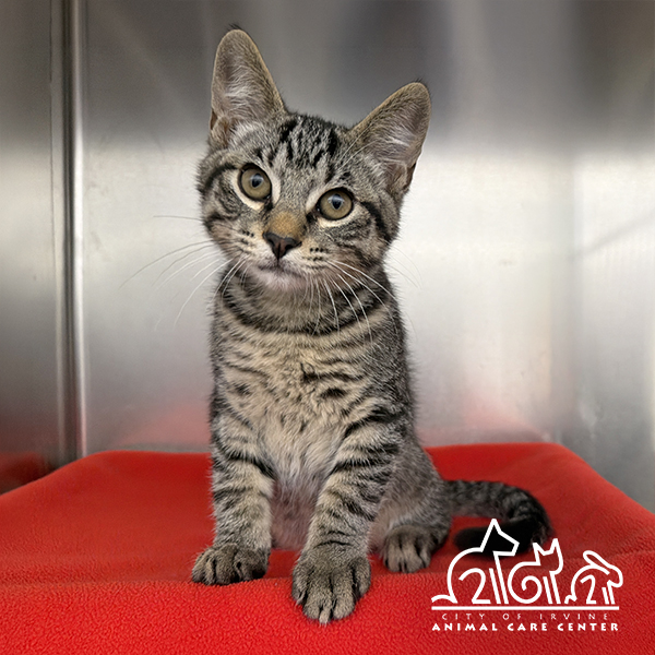 Shelter Stray Male Cat last seen SPECTRUM CENTER DR/PACIFICA, 92618, 6443 Oak Canyon, Irvine, CA 92618, USA