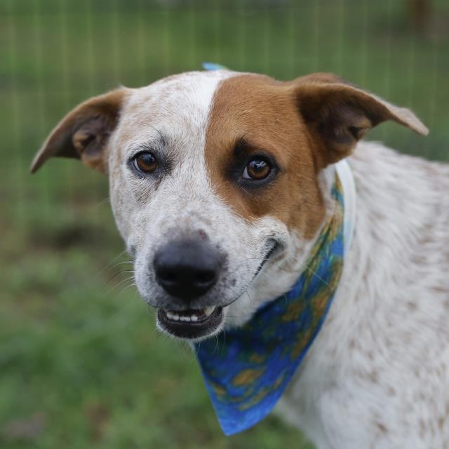 Shelter Stray Male Dog last seen Near BLOCK BOLING BROOK, 4710 TX-151, San Antonio, TX 78227, USA