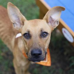 Shelter Stray Female Dog last seen Near BLOCK BRADDOCK, 4710 TX-151, San Antonio, TX 78227, USA