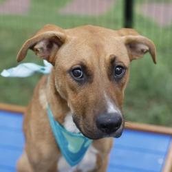 Shelter Stray Female Dog last seen Near BLOCK BRADDOCK, 4710 TX-151, San Antonio, TX 78227, USA