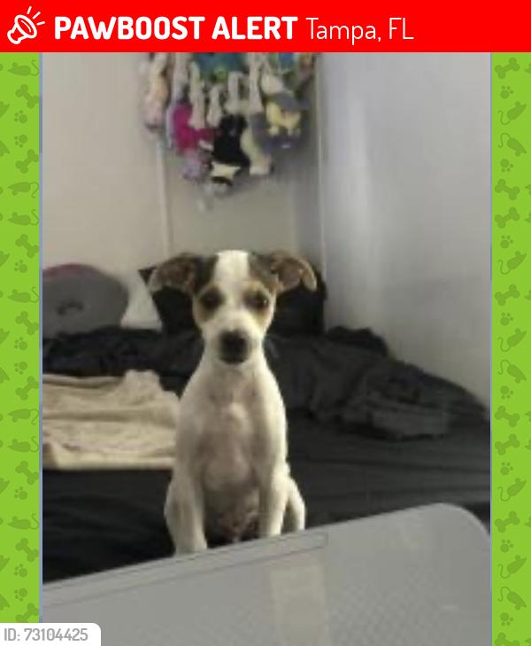 Lost Male Dog last seen Near Timberlan st, Tampa, FL 33624