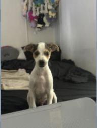Lost Male Dog last seen Near Timberlan st, Tampa, FL 33624