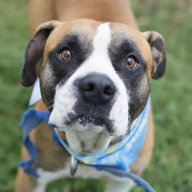 Shelter Stray Male Dog last seen PROCTOR, 4710 TX-151, San Antonio, TX 78227, USA