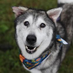 Shelter Stray Female Dog last seen BUFFLEHEAD CRK, 4710 TX-151, San Antonio, TX 78227, USA