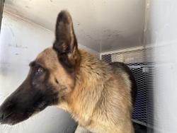 Shelter Stray Female Dog last seen Near BLOCK MAGNOLIA AVE, WASCO CA 93280, 3951 Fruitvale Ave, Bakersfield, CA 93308, USA