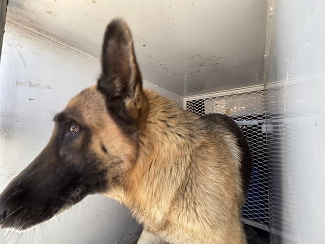 Shelter Stray Female Dog last seen Near BLOCK MAGNOLIA AVE, WASCO CA 93280, 3951 Fruitvale Ave, Bakersfield, CA 93308, USA