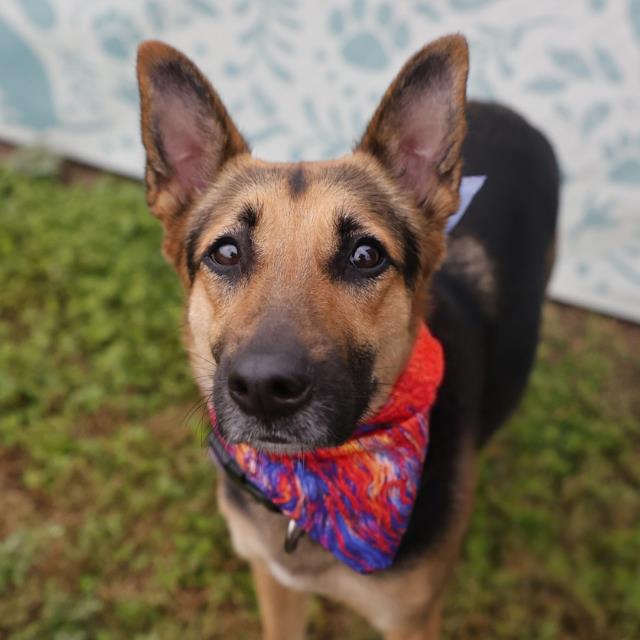 Shelter Stray Female Dog last seen Near BLOCK BOBCAT CREEK, 4710 TX-151, San Antonio, TX 78227, USA