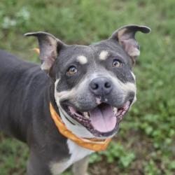 Shelter Stray Male Dog last seen MIRACLE LN, 4710 TX-151, San Antonio, TX 78227, USA