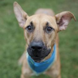 Shelter Stray Male Dog last seen PROCTOR, 4710 TX-151, San Antonio, TX 78227, USA