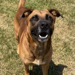 Shelter Stray Male Dog last seen Near, 2600 S Harding St, Indianapolis, IN 46221, USA