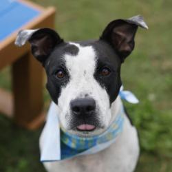 Shelter Stray Female Dog last seen Near BLOCK SANTA MONICA, 4710 TX-151, San Antonio, TX 78227, USA