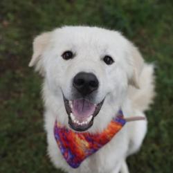 Shelter Stray Male Dog last seen Near BLOCK E ASHLEY RD, 4710 TX-151, San Antonio, TX 78227, USA