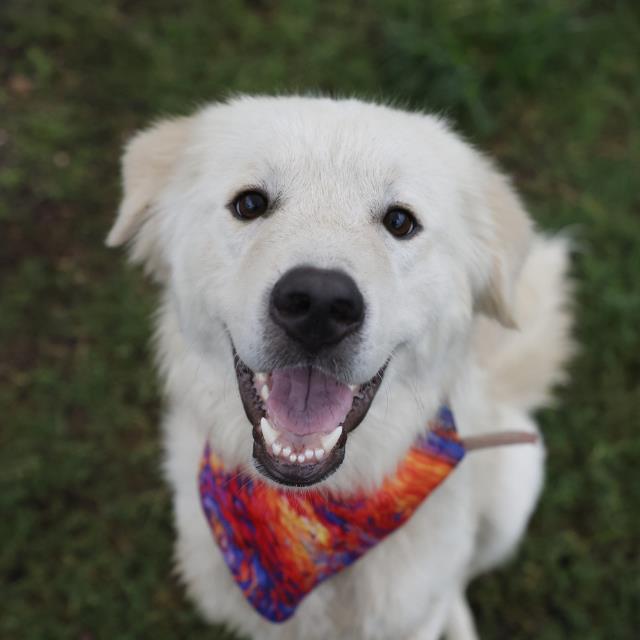 Shelter Stray Male Dog last seen Near BLOCK E ASHLEY RD, 4710 TX-151, San Antonio, TX 78227, USA