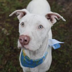 Shelter Stray Female Dog last seen Near BLOCK E ASHLEY RD, 4710 TX-151, San Antonio, TX 78227, USA